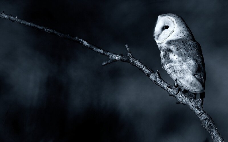 Barn Owl on Branch — Black