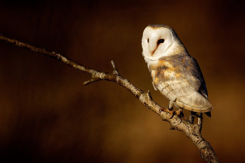 Barn Owl on Branch — Brown, Dramatic