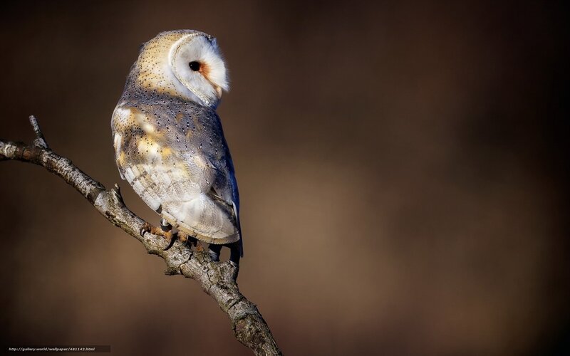 Barn Owl on Branch — Brown, Serene