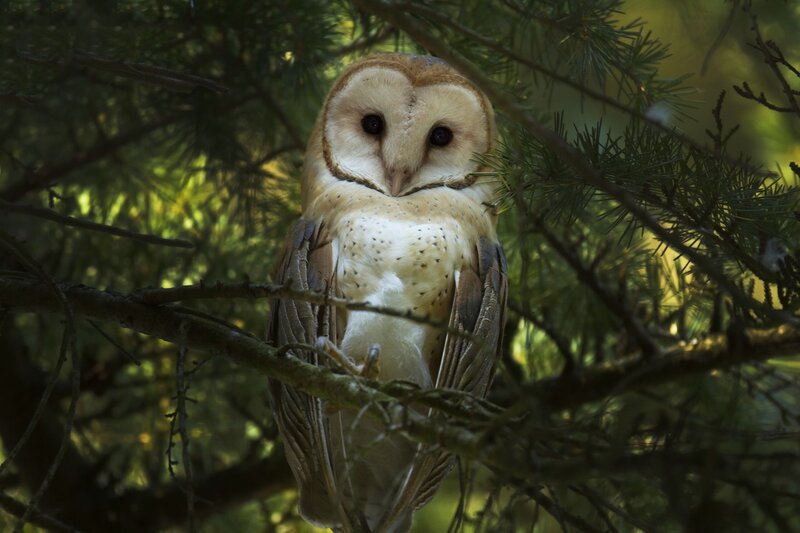 Barn Owl on Branch — Brown