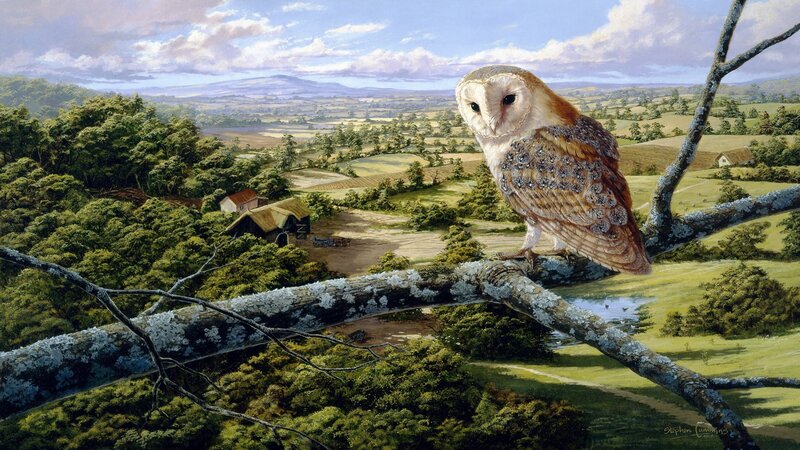 Barn Owl on Branch — Green