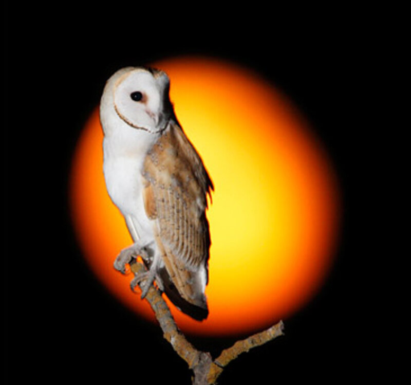 Barn Owl on Branch
