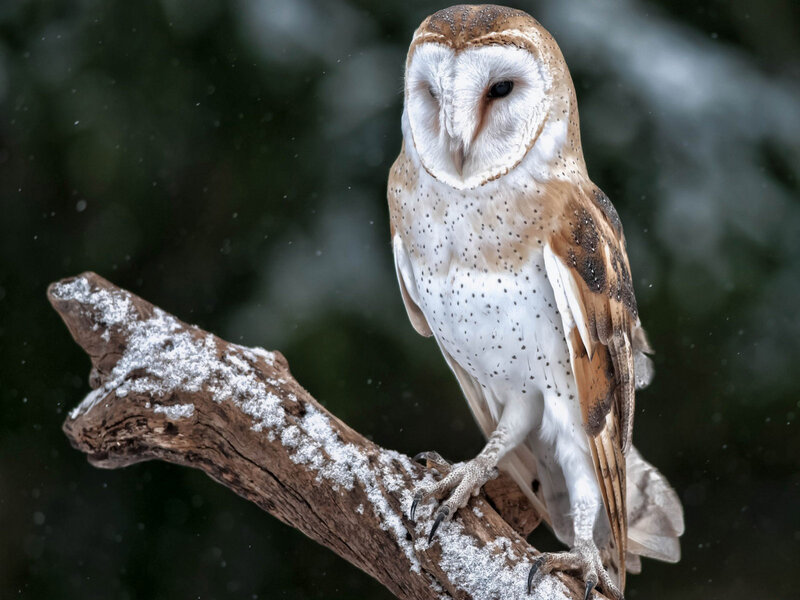 Barn Owl on Branch — White