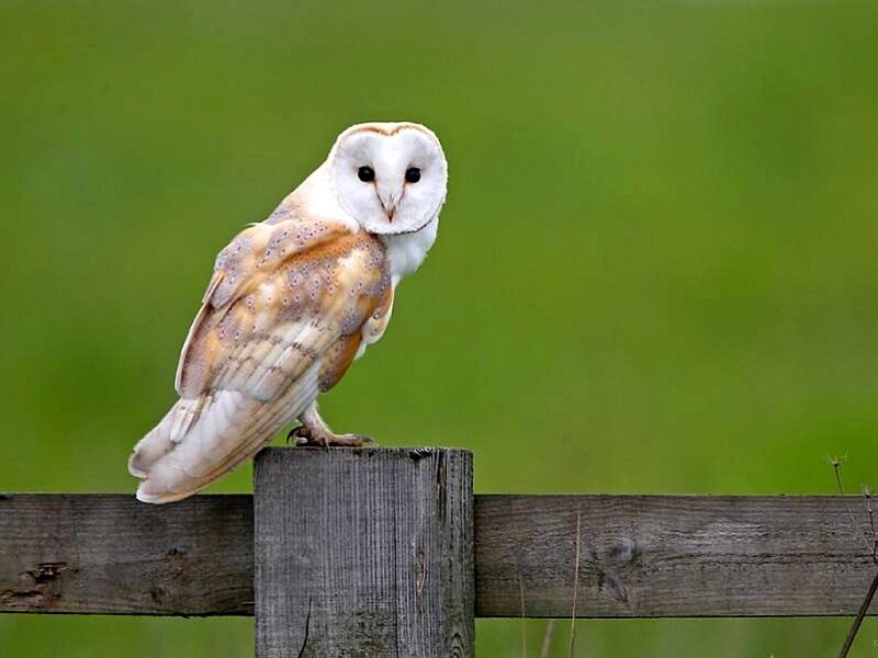 Barn Owl on Fence