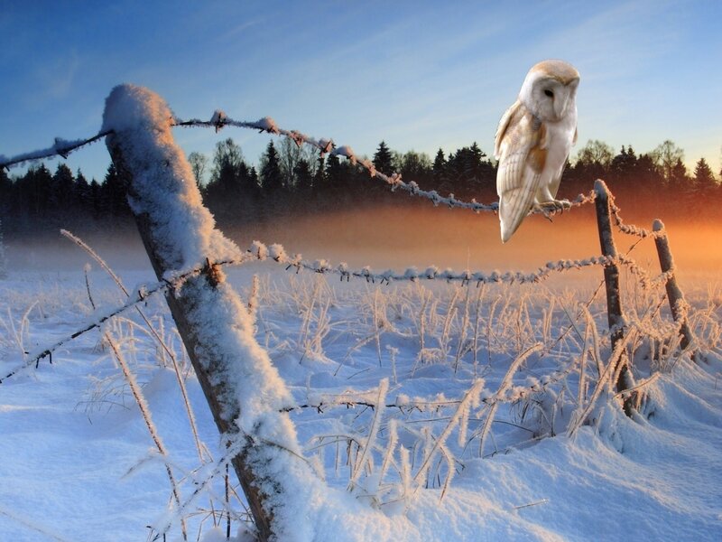 Barn Owl on Fence — White, Serene