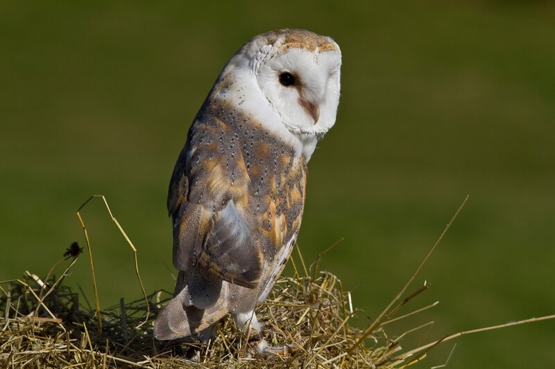 Barn Owl on Hay
