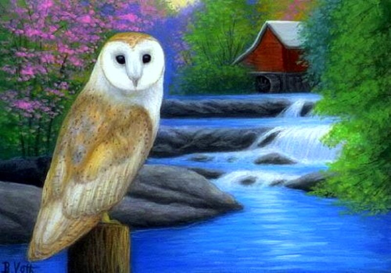 Barn Owl on Log