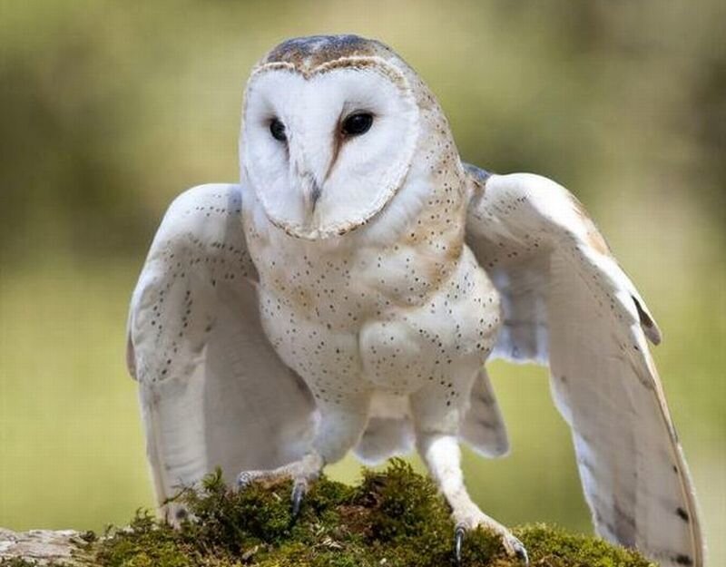 Barn Owl on Moss