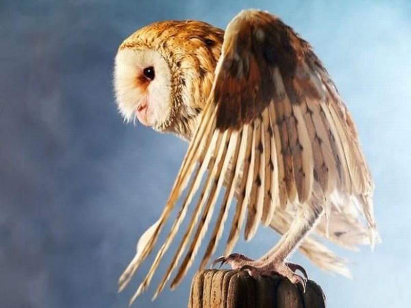 Barn Owl on Post