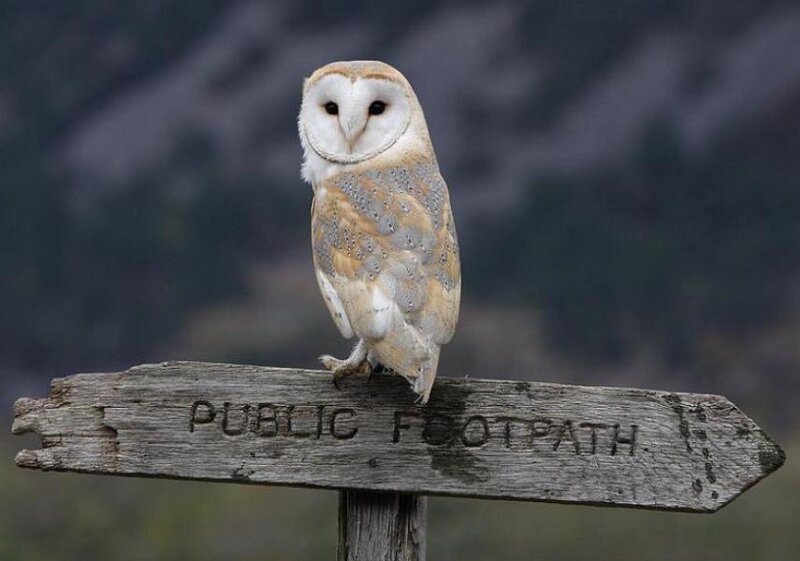 Barn Owl on Sign