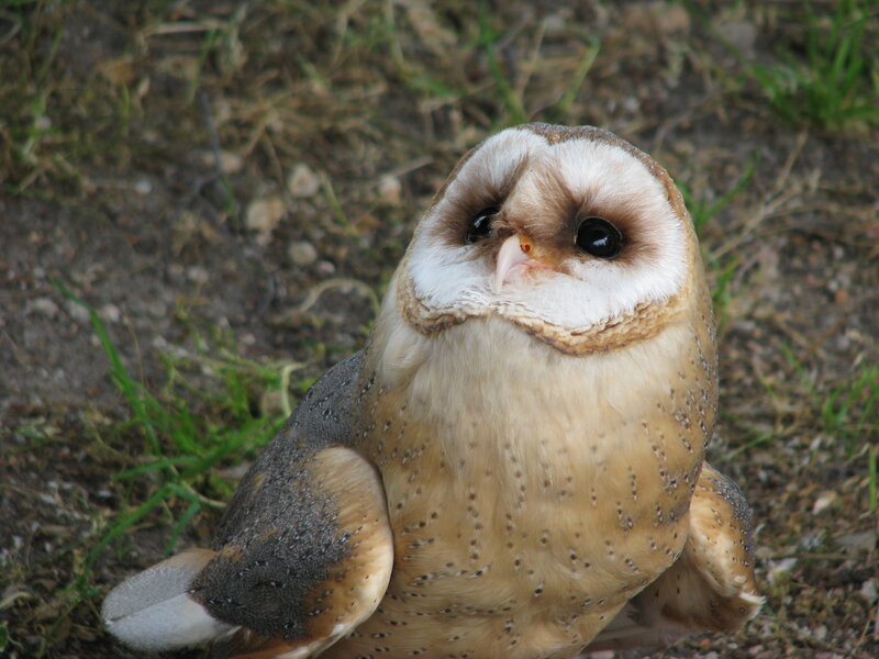 Barn owl on the ground