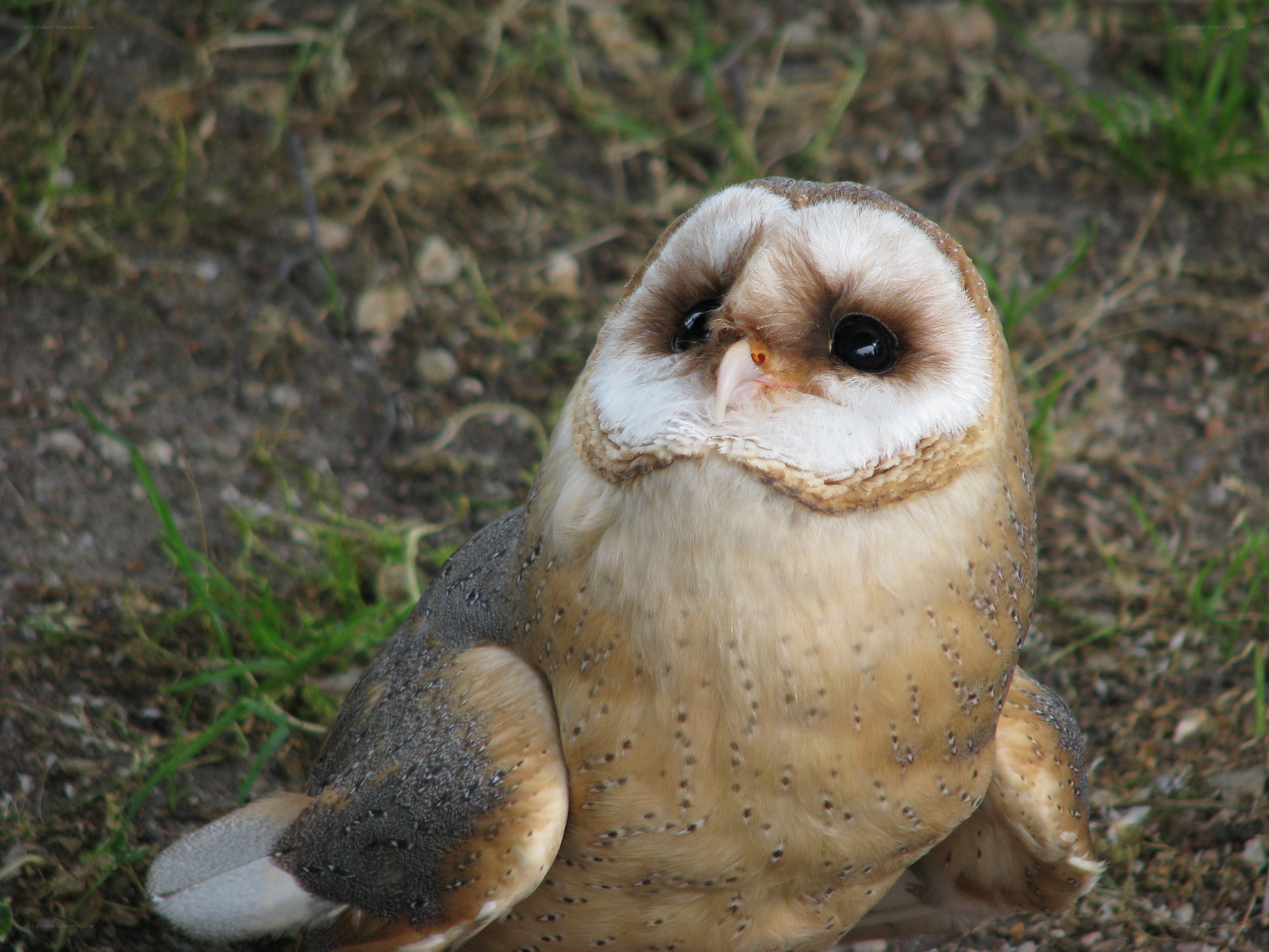 Barn owl on the ground