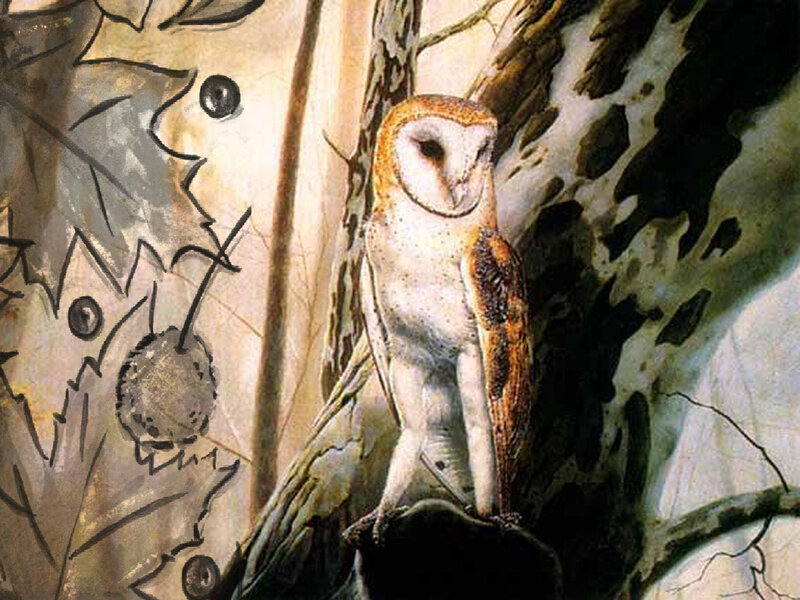 Barn Owl on Tree