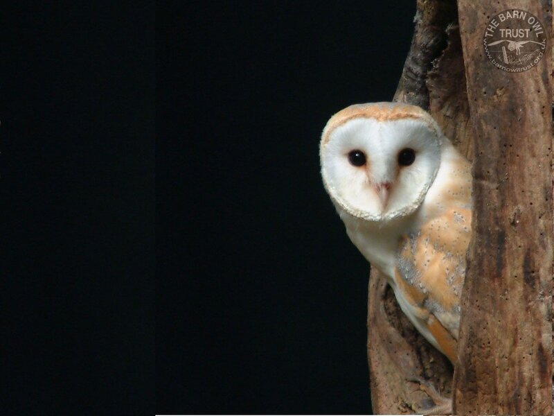 Barn Owl on Tree — White