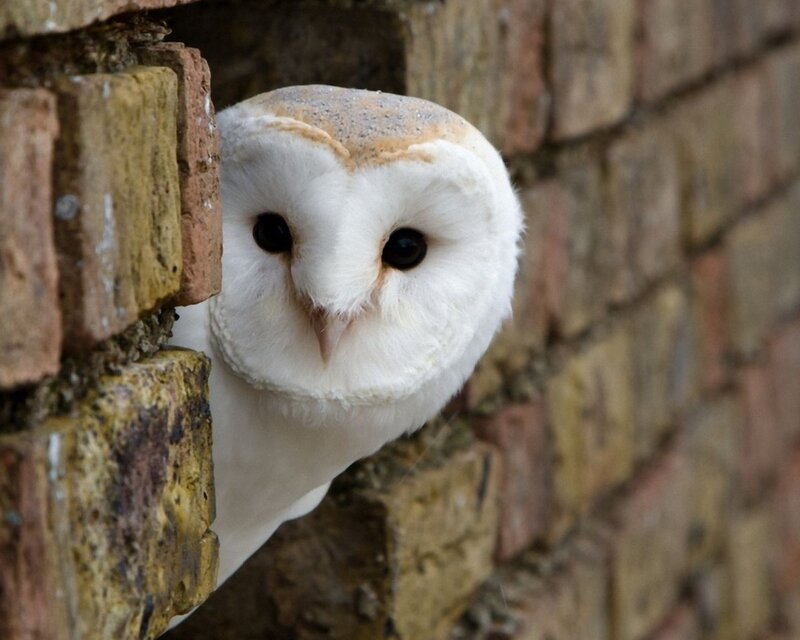 Barn owl peeking from brick wall