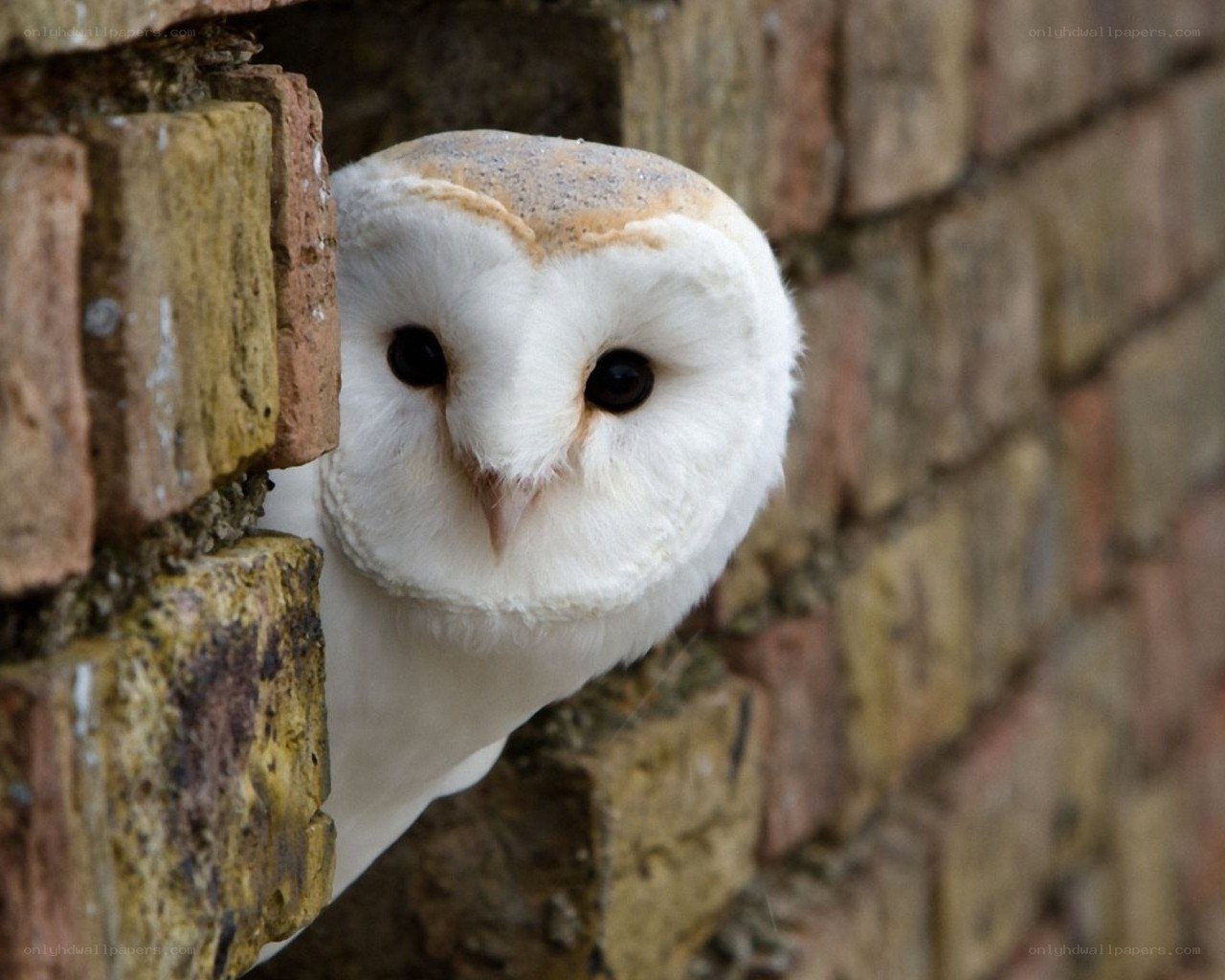 Barn owl peeking from brick wall