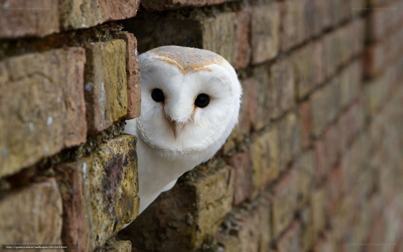 Barn owl peeking from brick wall