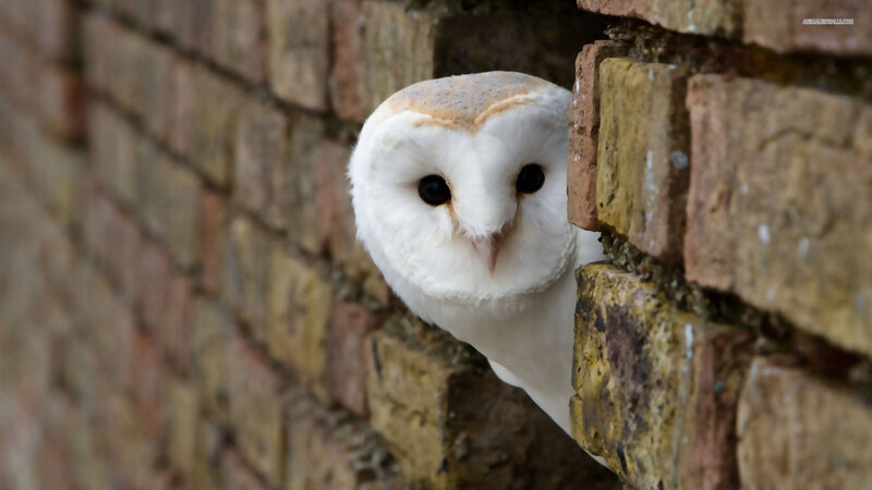 Barn Owl Peeking from Wall