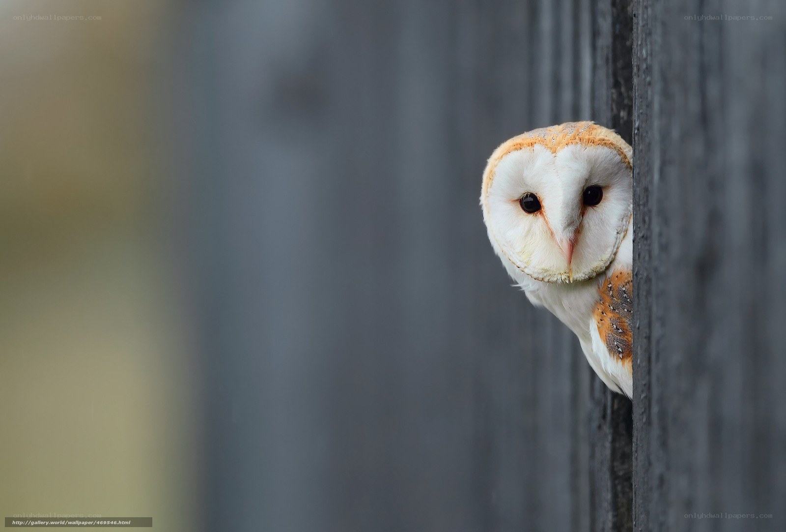 Barn owl peeking from wood