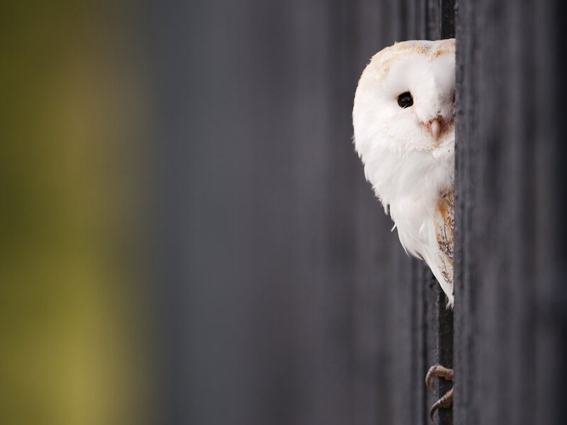 Barn Owl Peeking