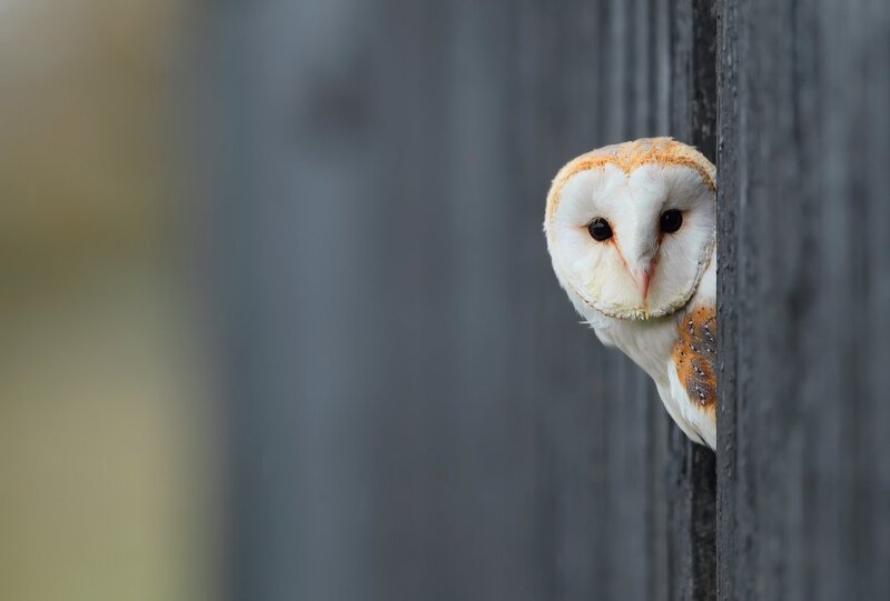 Barn Owl Peeking — White, Curious, Photograph