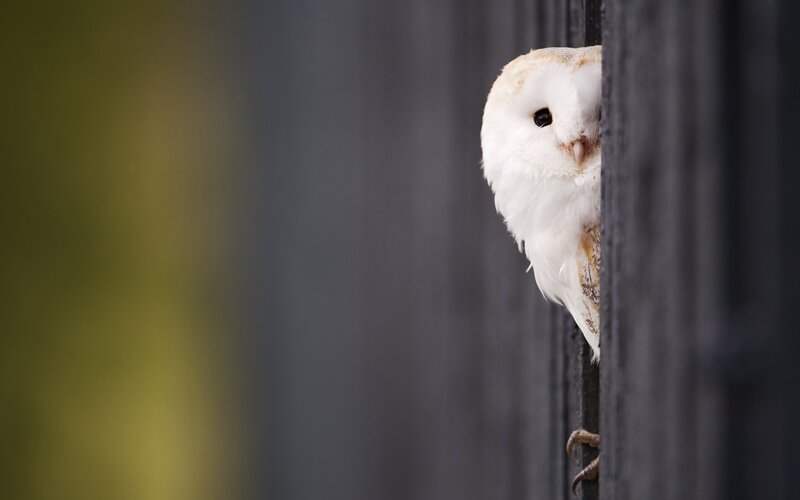 Barn Owl Peeking — White