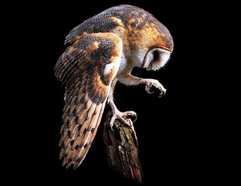 Barn Owl Perched — Black
