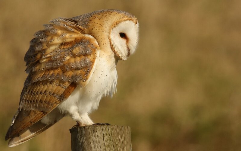 Barn Owl Perched — Brown, Calm, Afternoon