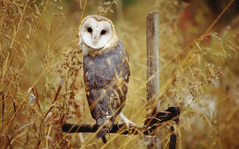 Barn Owl Perched — Brown, Calm, Autumn