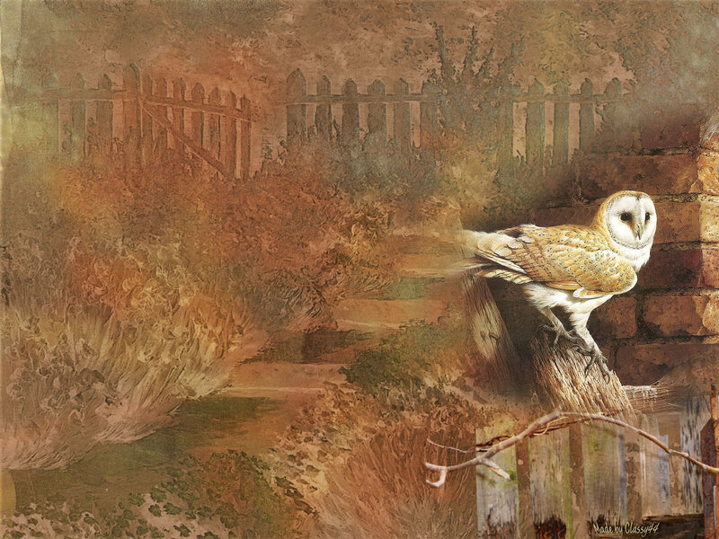 Barn Owl Perched — Brown, Calm, Night