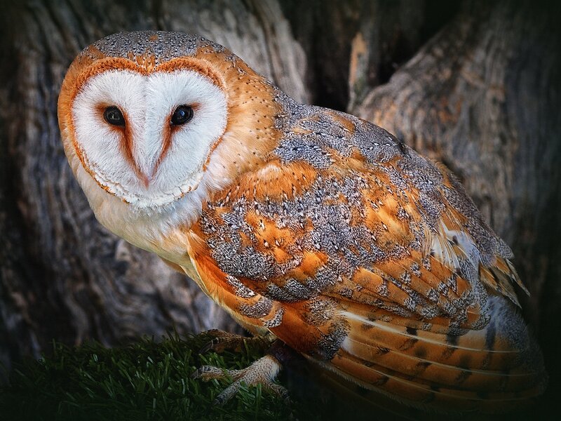 Barn Owl Perched — Brown, Calm, Photograph