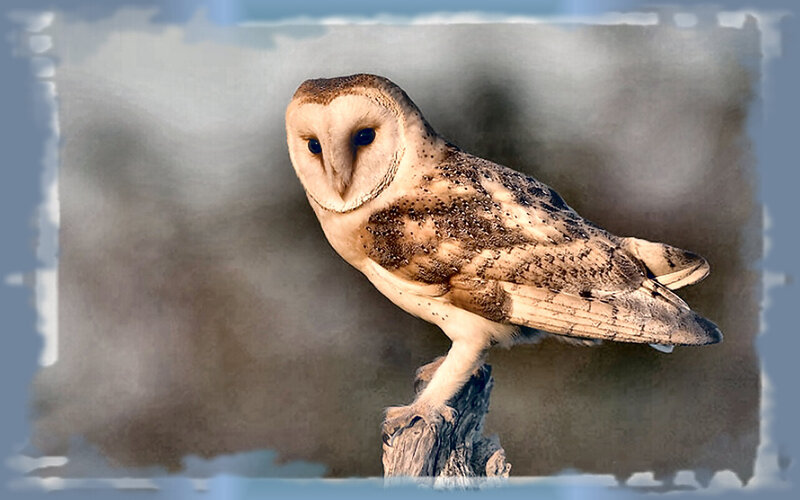 Barn Owl Perched — Brown, Calm, Sunset