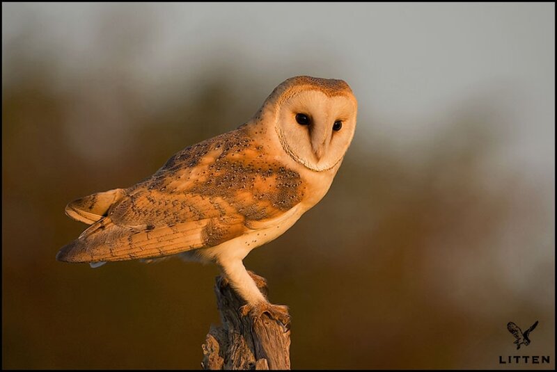 Barn Owl Perched — Brown, Calm