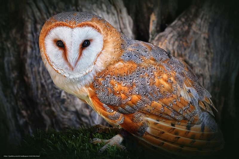 Barn Owl Perched — Brown, Dramatic, Photograph