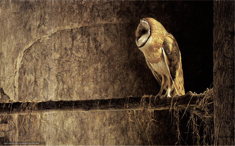 Barn Owl Perched — Brown, Dramatic