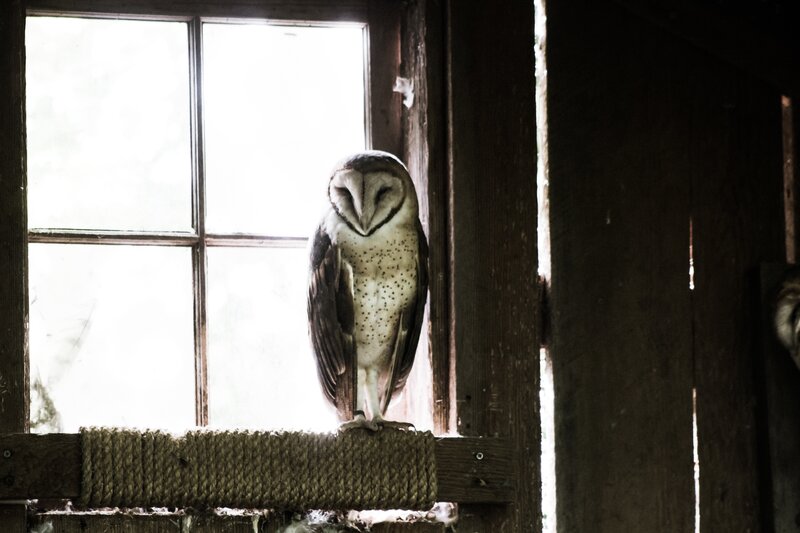 Barn owl perched by window
