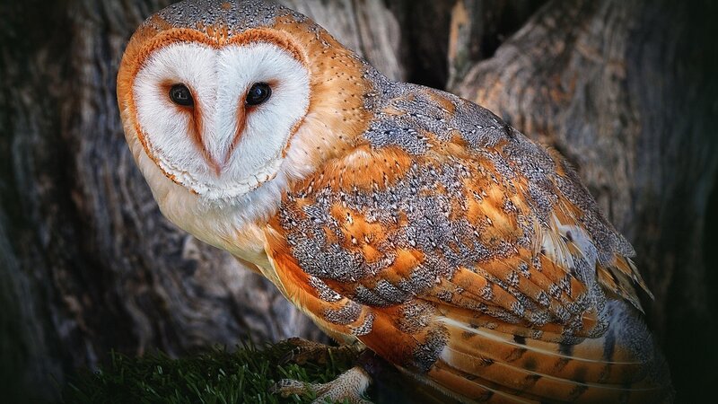 Barn Owl Perched — Calm