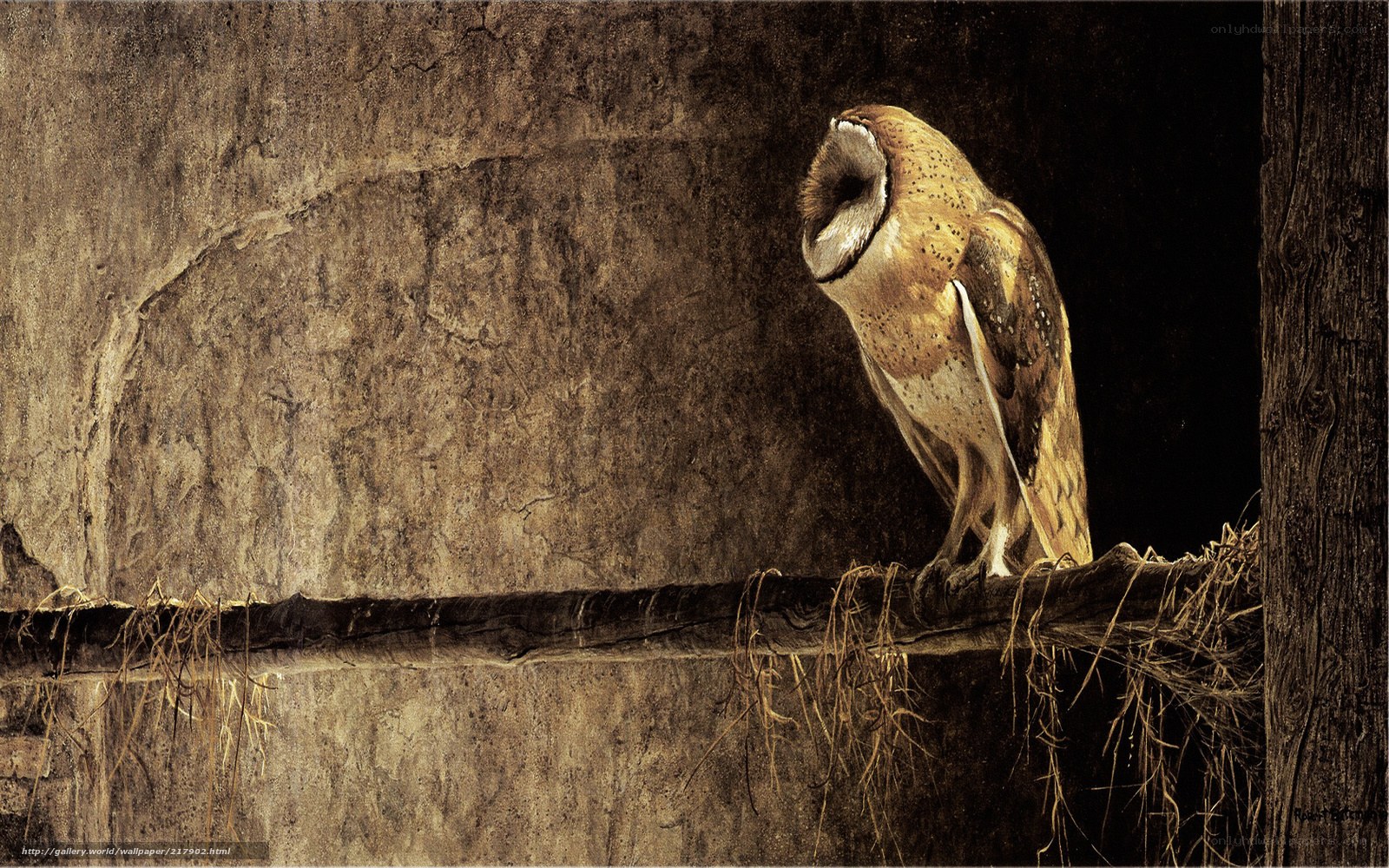 Barn owl perched in a barn