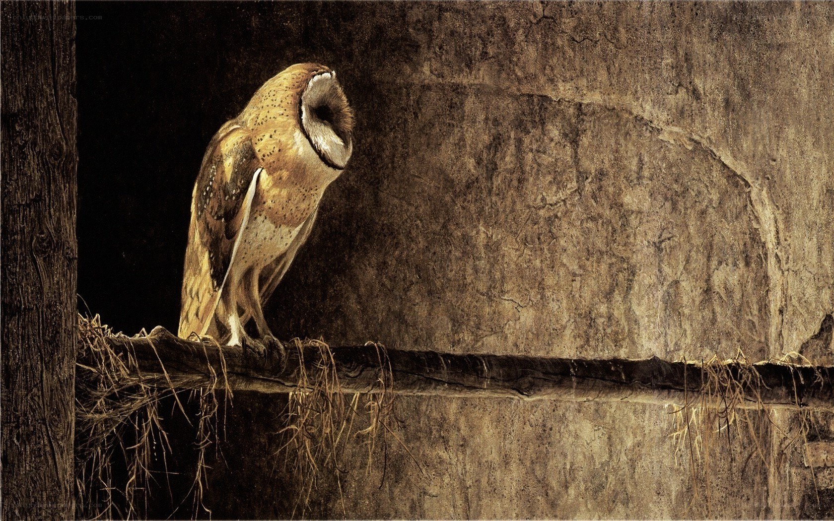 Barn owl perched in a barn
