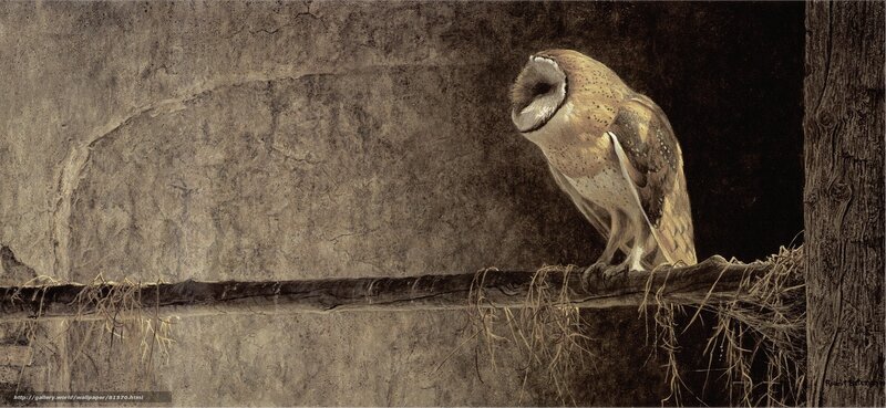 Barn owl perched in a barn