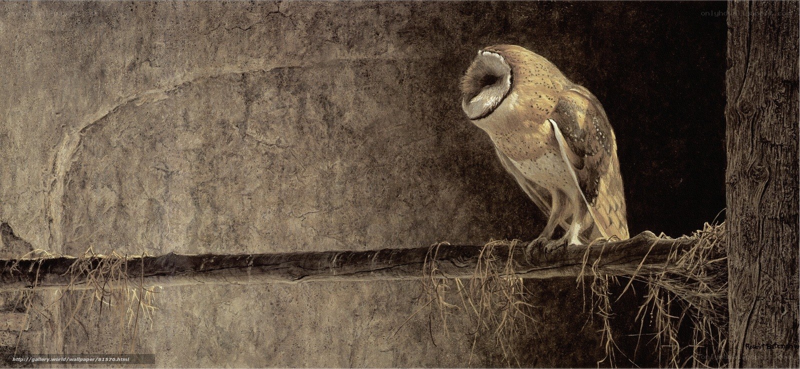 Barn owl perched in a barn