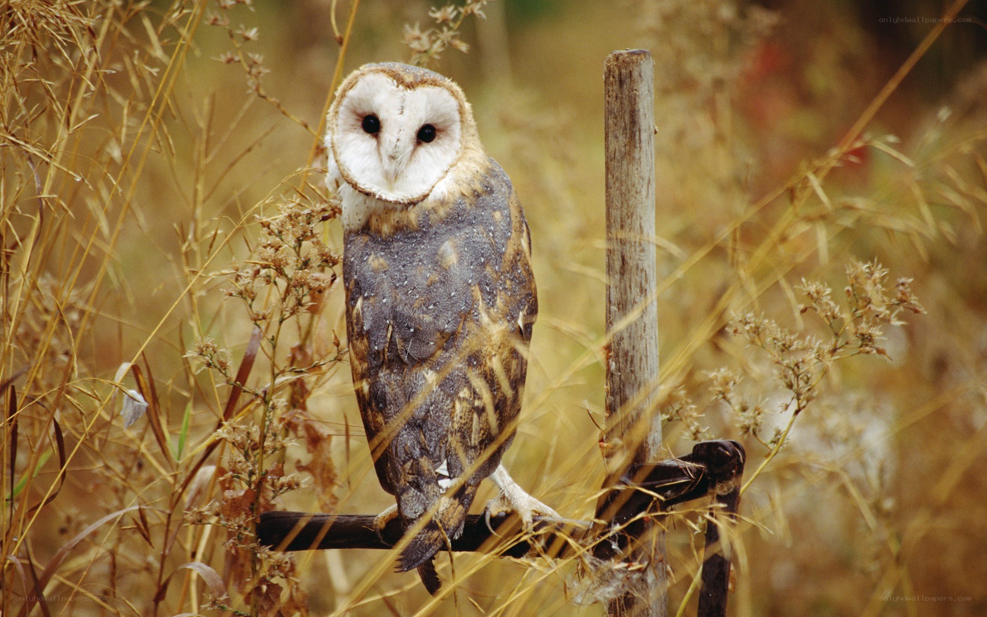 Barn owl perched on a fence