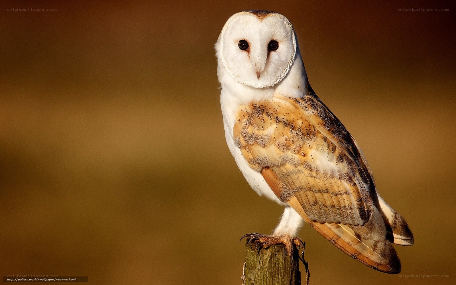Barn owl perched on a post