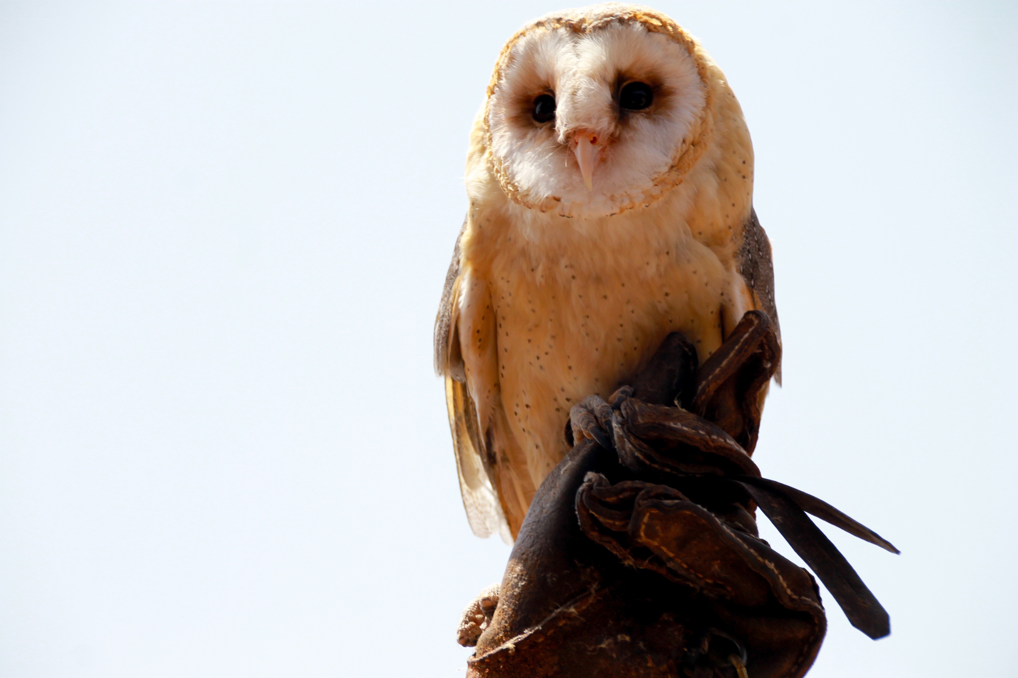 Barn owl perched on glove