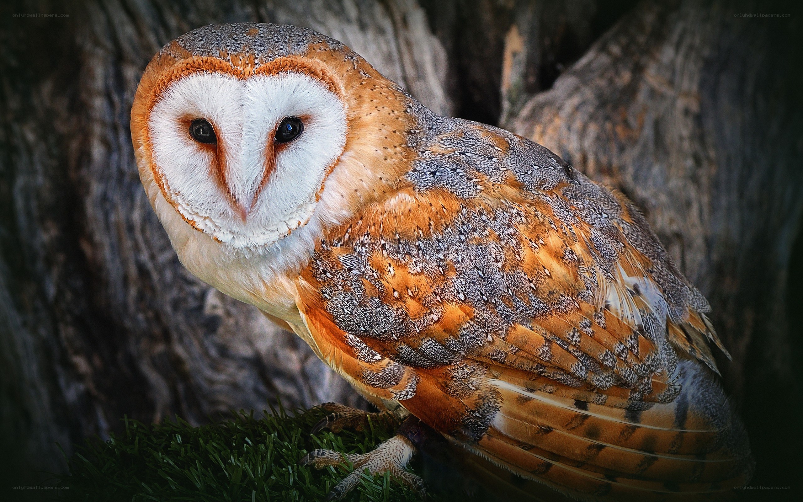 Barn owl perched on grass