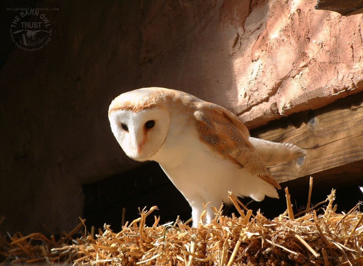 Barn owl perched on hay