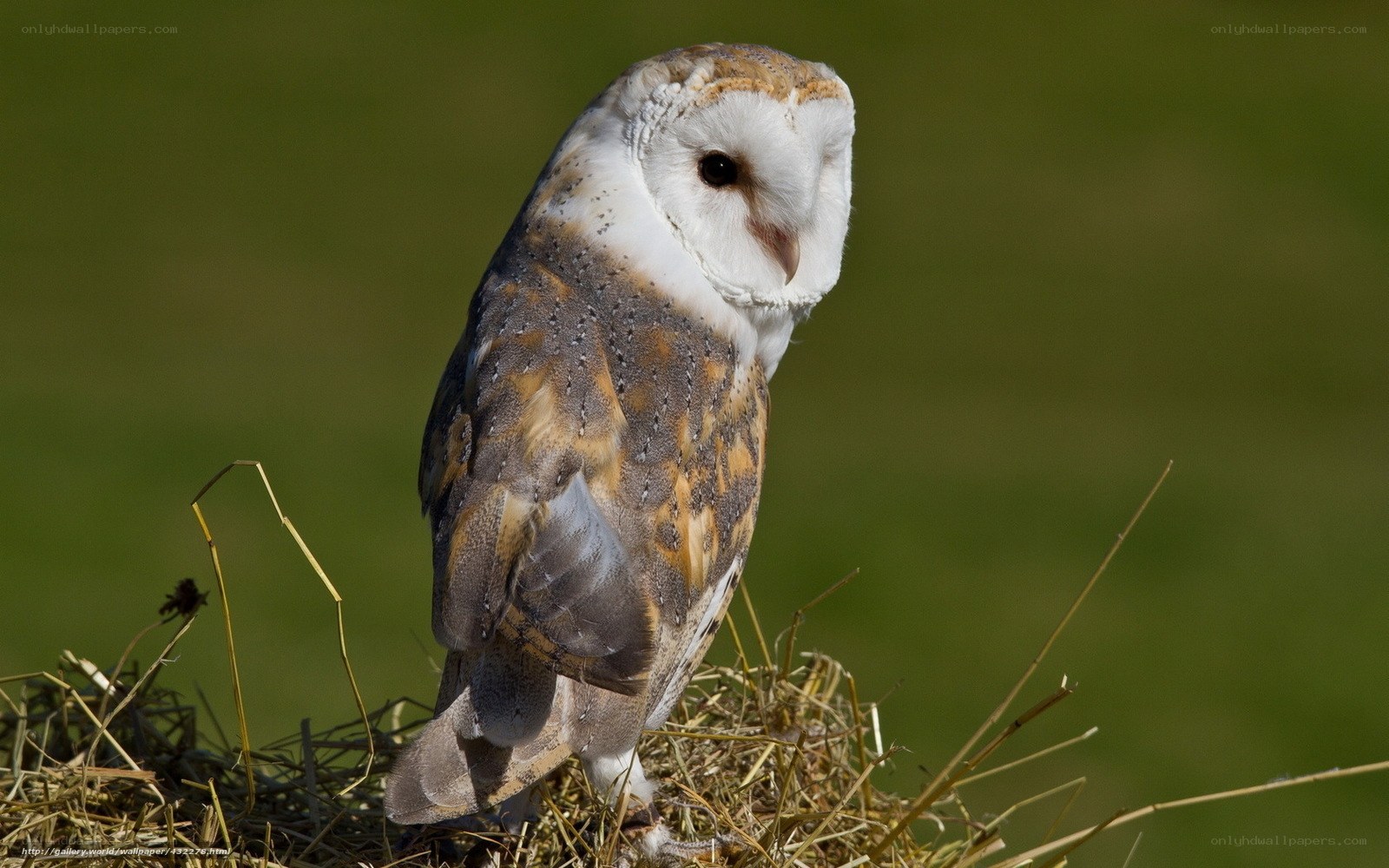 Barn owl perched on hay