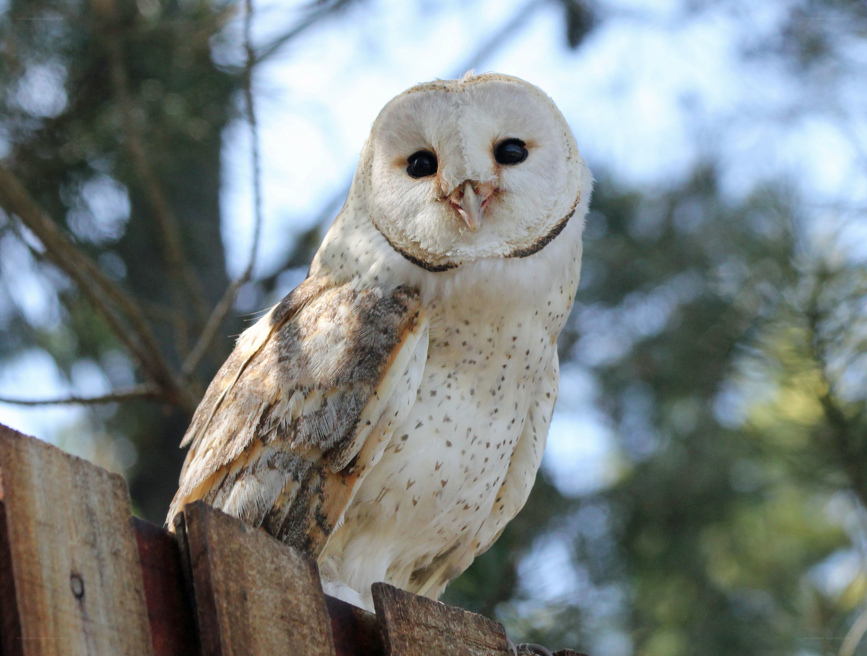 Barn owl perched on wood
