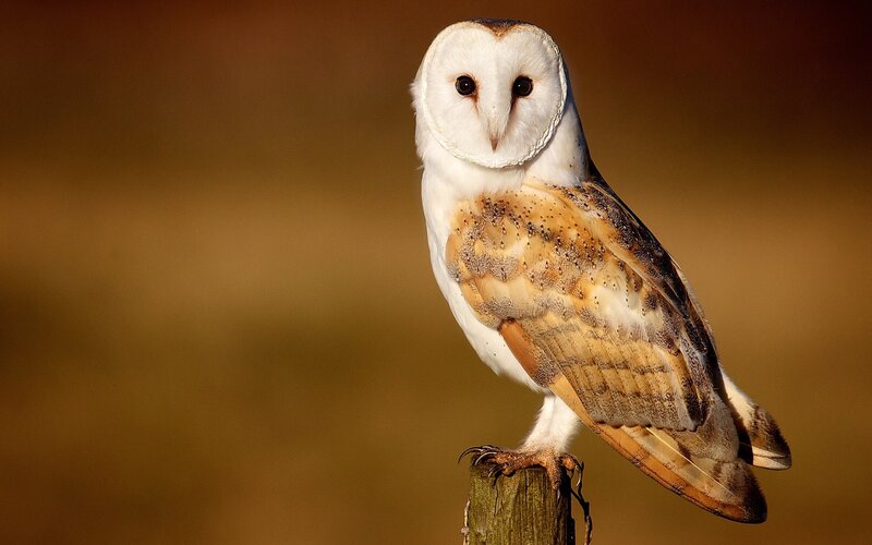 Barn Owl Perched — White, Calm, Sunset