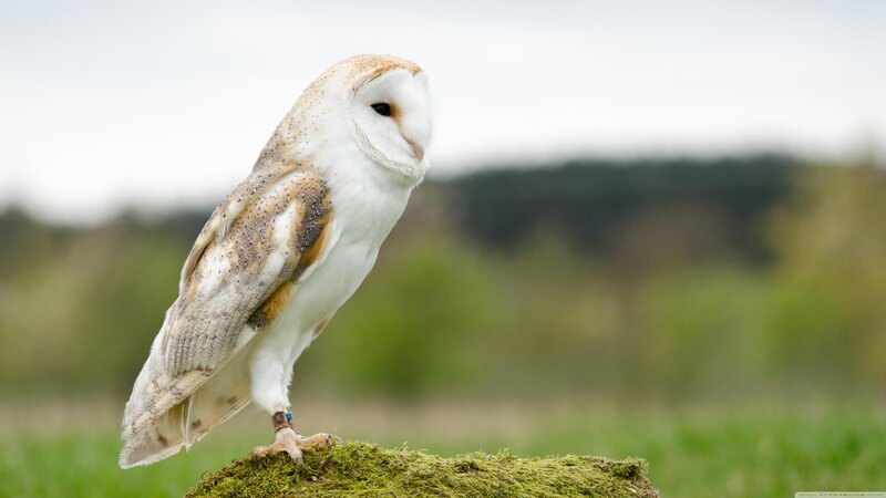 Barn Owl Perched — White, Calm